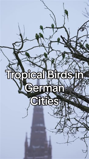 Exotic Rose-Ringed Parakeets Thrive in German Cities