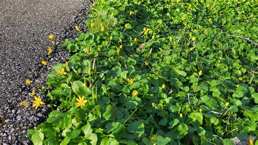 Weather Wednesday: Meteorological spring vs. astronomical spring