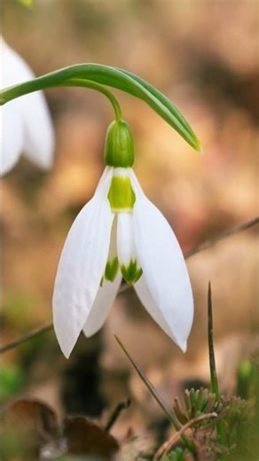 Snowdrop Dancing in the Wind 🌬️ | First Sign of Spring #natureasmr #flowers #calmshorts