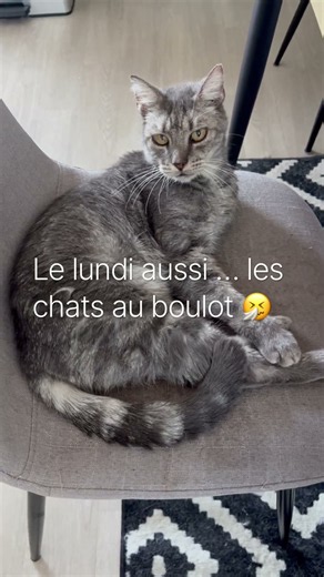 Pas facile d être un chat 🐈‍⬛