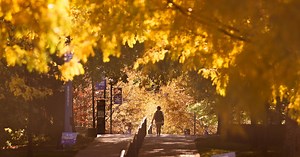 How UK cares for over 13,500 trees