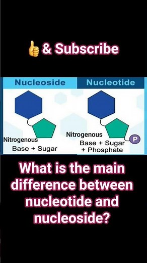 What is the main difference between nucleotide and nucleoside? #human #physiology #anatomy #science