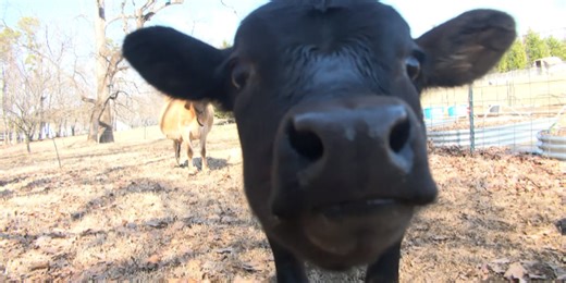 Is raw milk OK to drink? Here’s what doctors say in the region