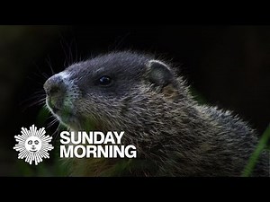 Nature: Woodchucks