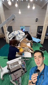 102K views · 1.3K reactions | Honestly I think being a vet is super hard, as a doctor I have to know one species, as a vet, you gotta know 100s! #tiger #vet #operatingroom #surgery #hospital | Doctor Myro | Facebook