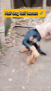 This is what you look like when you're drunk. 🤣 Half dog half human 🤣 #reelschallengereelschallenge #viralvideochallenge #funnyvideos #trendingnow | Kabaliwan page