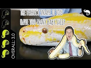 Burmese Python, The Best Pet Snake?