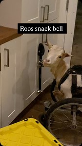 5.5K views · 326 reactions | Quick follow up from yesterday’s Roo crunching chips post : a short video of her ringing her snack bell tonight (as some of you requested) This is a very polite ring - she sometimes grabs the whole rope and whips it around . Once she rings it, you see her instantly look over at me like “ummm excuse me… did you hear ?? Can you hurry up” At your service Roo 﫡 | Black Goat Farm and Sanctuary | Facebook