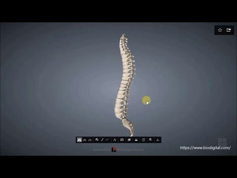 Spine (Structure and Function)