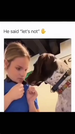 Hilarious Dog Moments That Will Make You Laugh