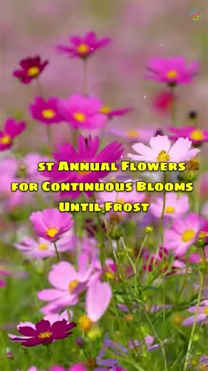 The secret annual flowers that bloom continuously until frost