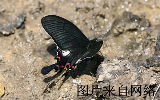【中国独有的蝴蝶物种】蝴蝶标本-西番翠凤蝶（Papilio syfanius）