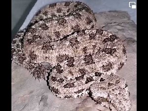 A snake that uses it’s tail to mimic a spider! 🕷️to catch its prey 😮