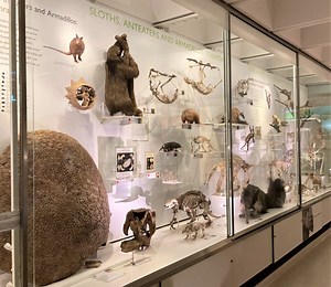 Animal Alphabet: X, Y and Z