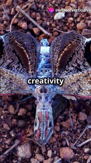 PICASSO MOTH: Nature's Colorful Masterpiece in the Wild #Canvas