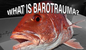 3.6K views · 25 reactions | Learn how to identify and treat barotrauma symptoms. This knowledge is critical to successfully releasing deep-water sportfish such as snappers and rockfishes. For more information on releasing sportfish, please visit: www.ReleaSense.org. | Center for Sportfish Science and Conservation | Facebook