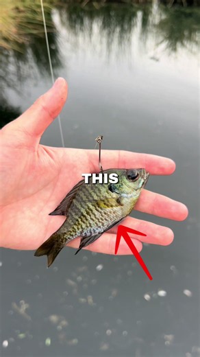 Fishing with BIG Livebait In a tiny pond 🐟🎣 #fishing | fishing