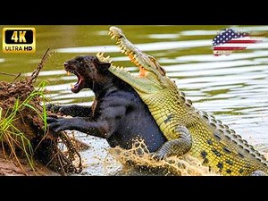 wild life amazon jungle: Black Panther vs Giant Crocodile – Ultimate Predator Battle! #wildlife