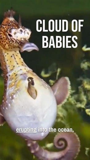 This Seahorse DANCE Produces A CLOUD of Babies! 🤯🌊