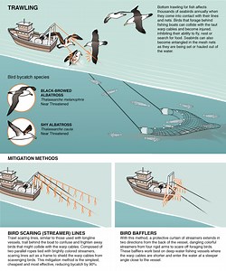 Why do fishing boats put birds in the water? [2025] | QAQooking.wiki
