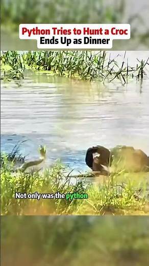 Python Tries to Hunt a Croc—Ends Up as Dinner#foryou #animals #python #crocodile