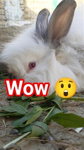World’s Most Fluffy English Angora Rabbit! 🐰✨#shorts #rabbit #viral #english #animals