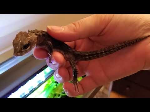White Eyed Crocodile Skink! How To Setup A Paludarium Enclosure