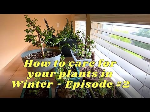 How to care for your Desert Rose in Winter & Adenium Cuttings - Episode #2