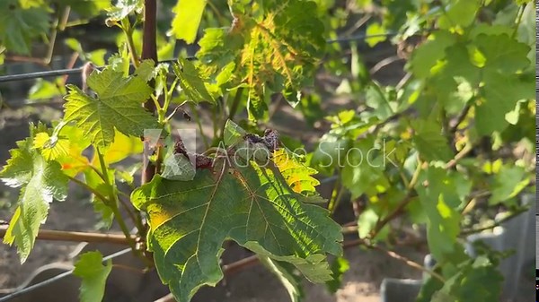 Close-up scrunched brown grape leaves affected by cold weather. Spring frost damage in vineyard.