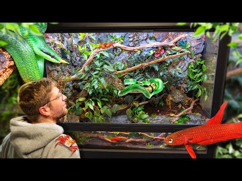 Terrarium XXL, On a RECRÉÉ un ÉCOSYSTÈME VIVANT à Serpent, Poissons et Crabes