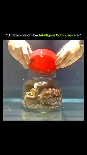 EDUCATION | SCIENCE FACTS on Instagram: "🐙 How Intelligent Octopuses Are 🌊 • Octopuses are remarkably smart invertebrates, rivaling some mammals in problem-solving. • They have a large brain-to-body ratio and complex neurological networks, with neurons distributed in their arms. • Each arm can sense, taste, and move independently, allowing multitasking like opening shells while exploring. • Octopuses use tools, such as coconut shells and rocks, for shelter and protection. • They can learn by o