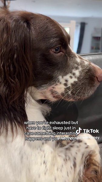 Anyone else’s dog like this? 😅 He’d usually fall asleep no problem but we were staying with his dog parents and he had major FOMO. I think he’s worried that when he falls asleep we’ll all throw a giant party and leave him out 😆