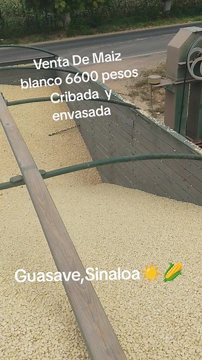 Videos de Shory_Mx (@shory_mx) con “som original - Baile Reggae do Maranhão”