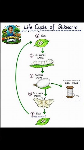 🐛✨Life Cycle of a Silkworm ✨🦋. Let's learn with Aryaveer.