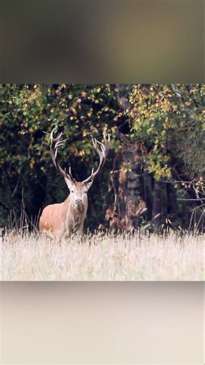 Majestic Red Deer in the Wild 🦌 | Amazing Wildlife Moments | Nature Shorts#Wildlife #Nature #Animals