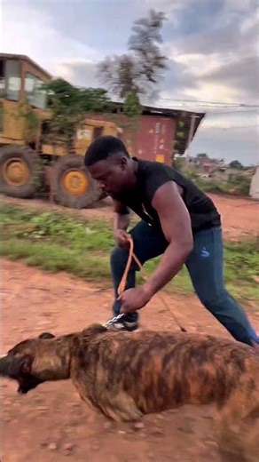 Different breeds different purposes #Bestdogtrainerinuganda #greathabibk9academy