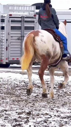 His rider was so soft and kind as well! He looked great when they rode him for the second time. We are going too bid. #horseauction | Free Spirit Equestrian