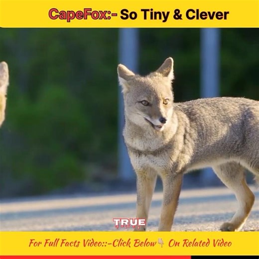 Capefox:-Cute,Clever and Surprisingly Dangerous #capefox #foxfacts #animalfacts #ytstudio #wildlife