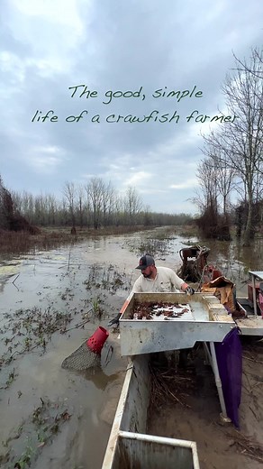 85K views · 2.2K reactions | The good life. #crawfish #crawfishseason #crawfishfarming #farming #fishing #cajun | Louisiana Crawfish Company | Facebook