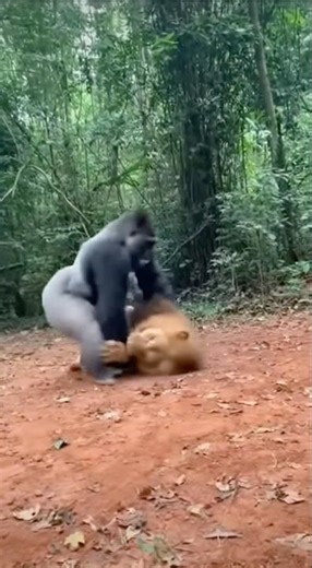 Lion vs Gorilla: King of the Jungle vs King of Strength!
