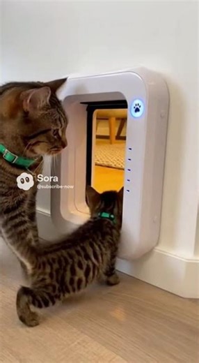 Tiny Kitten Masters Smart Cat Flap! 🐾 So Clever!