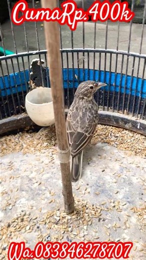 Branjangan Jual Murah..???Jinak Lamak Jantan #branjangan #branjangangacor #branjanganparva #bird