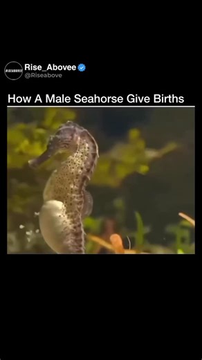RISEABOVE | DANIYAL on Instagram: "Male seahorses are one of the very few animals in the world that give birth. The female seahorse transfers her eggs into a special pouch on the male’s belly. Inside this pouch, the male fertilizes the eggs and provides oxygen, nutrients, and protection, just like a womb. After a gestation period of about 2–4 weeks, the male seahorse goes into labor, pumping and contracting his body to release dozens or even hundreds of tiny baby seahorses. Once born, the babies