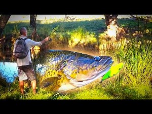 LAND BASED MURRAY COD FISHING: OLD LURE STILL WORKS.