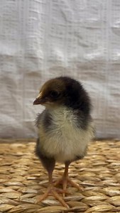 🐣✨ Chick Season Prep! ✨🐣 Whether you're a pro or a first-timer, we've got your back. Watch as @grovehouselife shows us how she sets up her brooder. 👉 Who’s already ordered their chicks? Or are you planning to swing by the feed store soon? Let us know in the comments! 🔗 Check out the link in our bio to explore our full line of organic starter products to make your chick-raising journey a (happy, healthy!) breeze! #ChickSeason #BackyardChickens #OrganicFeed #ScratchAndPeckFeeds #HappyChicks #s