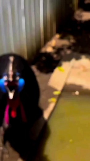 1.3M views · 45K reactions | WORLDS MOST DANGEROUS BIRD #cassowary #wildlife #wtf #comedy | Dustin Poynter | Facebook