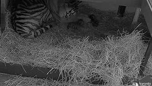 Toronto Zoo Welcomes Three Tiny Endangered Amur Tiger Cubs