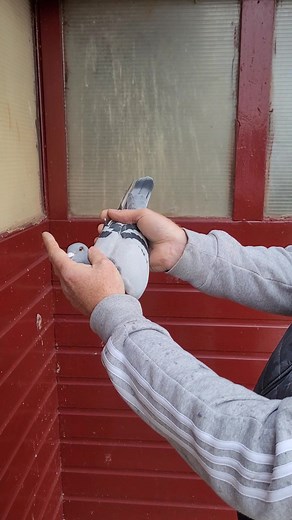 ANOTHER STUNNER THATS GOING TO DONCASTER WITH MIKE SAMUELS AUCTIONS. FROM OUR TOP STOCKBIRDS | blackett and Renwick. racing pigeons . Newcastle upon tyne