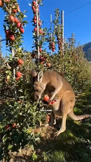 Der Franky aus Australien löst die Probleme der Obstbauern.... | Bauern Informieren