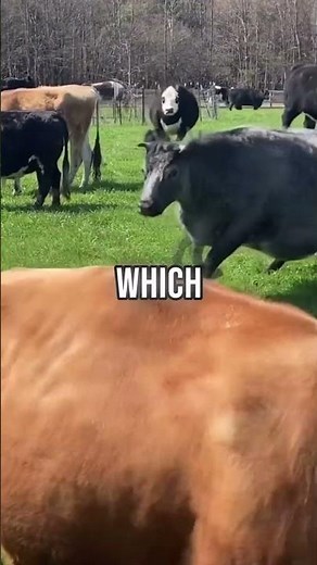 Why do some cows wear VR headsets?